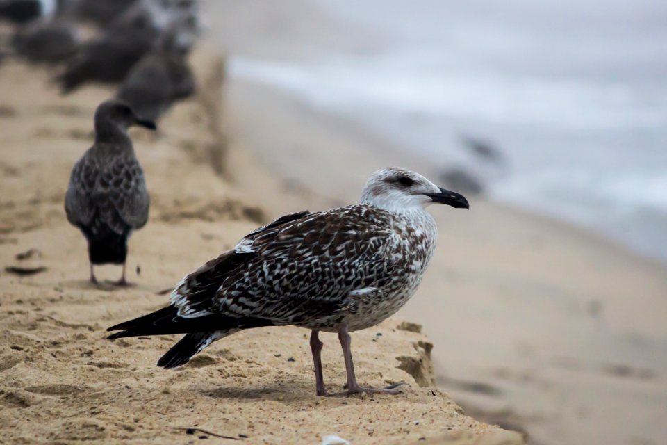 Black And White Bird On Brown Sand