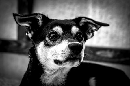 Grayscale Photography Of Short Coated Dog photo