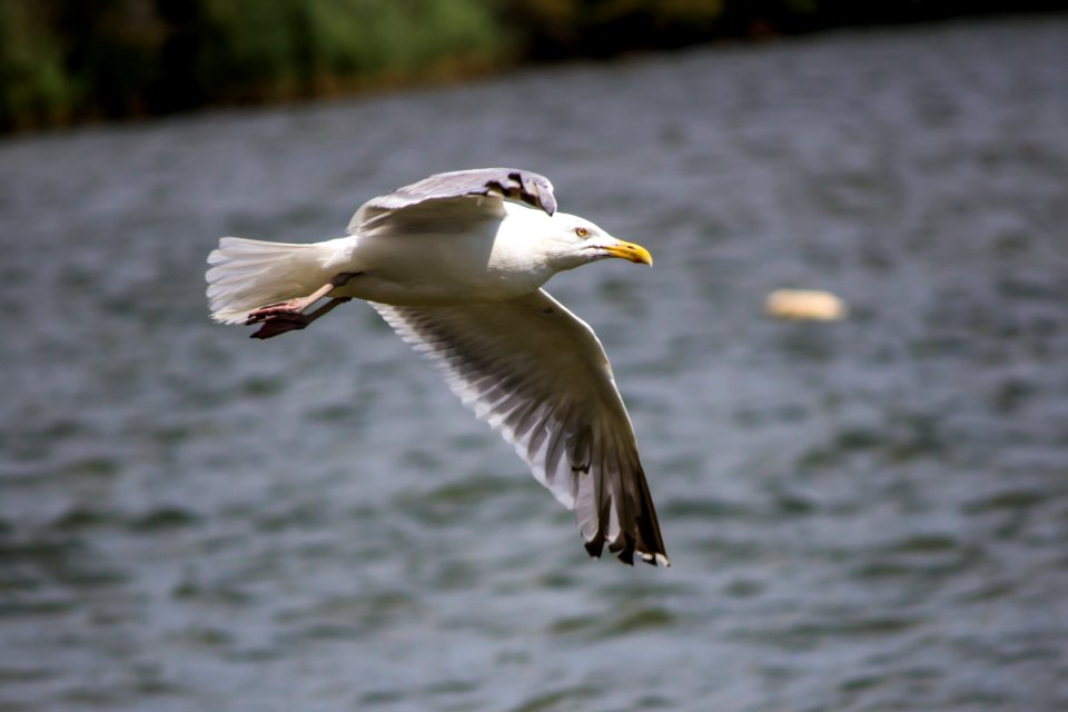 Seagull Flying Above The Sea During Day Time