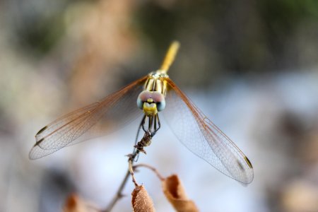 Macro Dragonfly