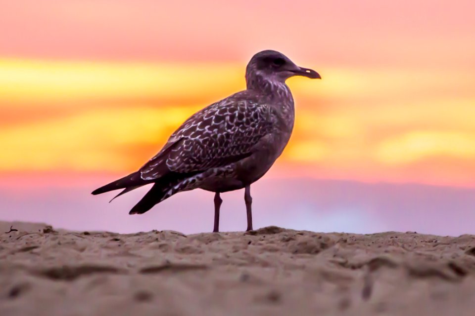 Grey Bird On White Beach Sand