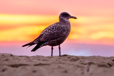 Grey Bird On White Beach Sand photo