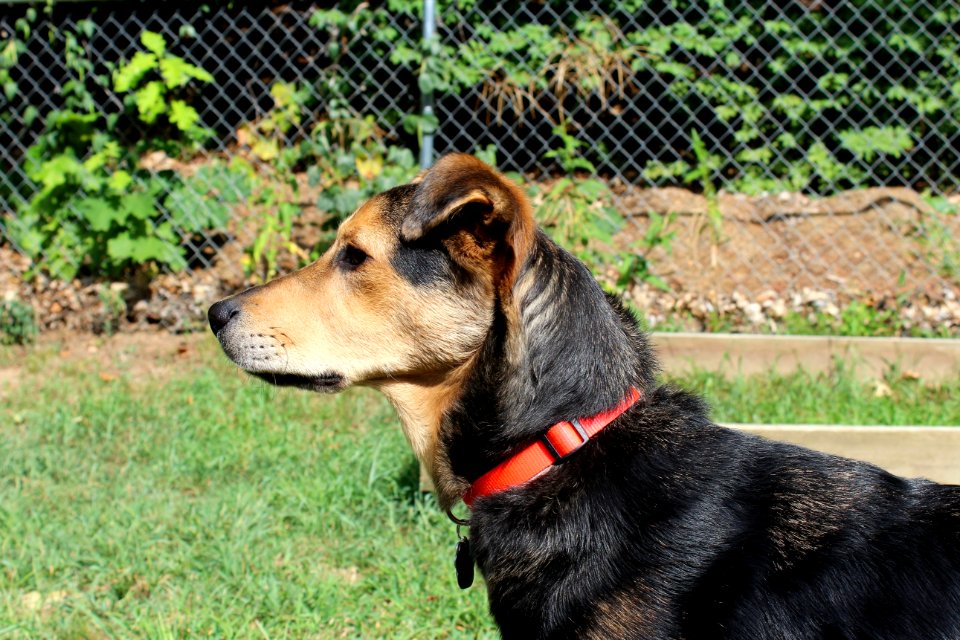 Black And Brown Short Coat Dog Standing On Green Grass Field