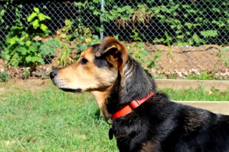 Black And Brown Short Coat Dog Standing On Green Grass Field photo