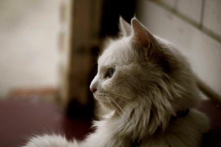 White Long Coat Cat photo