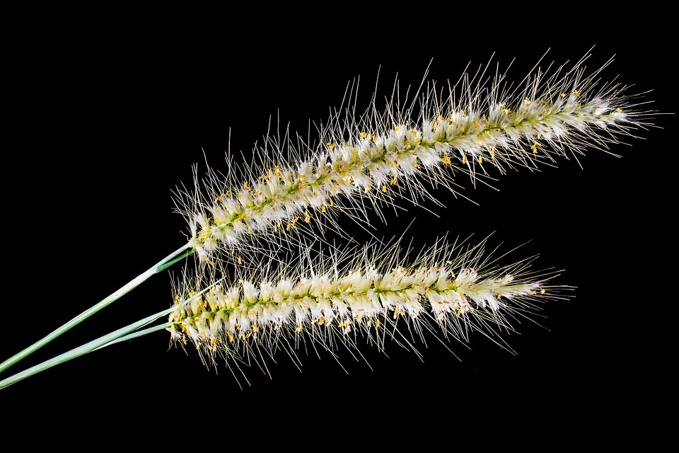 Spike close up plant
