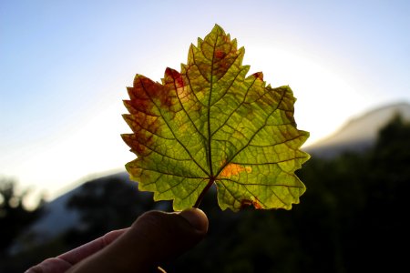 Autumn Maple Leaf