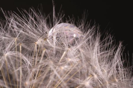 Close Up Photography Of Water Drop On White Dandelion Flower photo