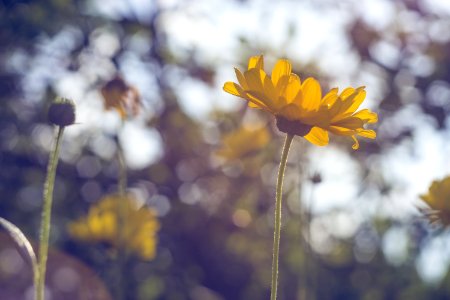 Shallow Focus Photography Of Yellow Sunflower photo