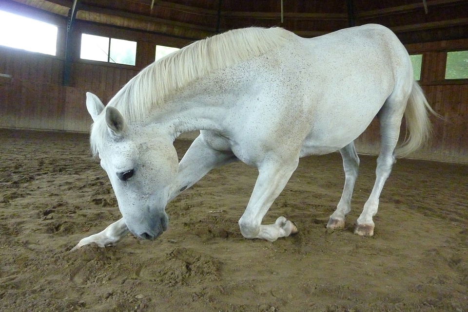 Bow bowing performance