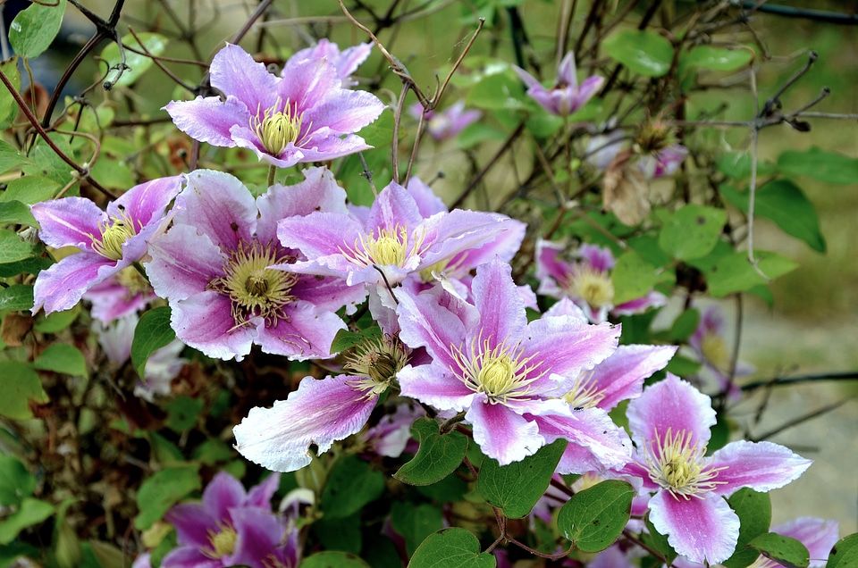 Flower nature climber plant