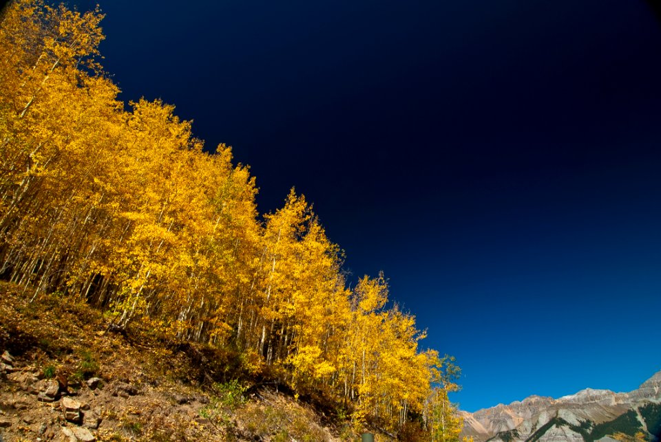 Yellow Leaf Tree On Brown Mountain Slope