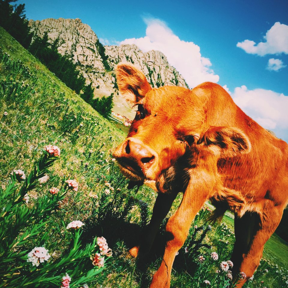 Brown Cow On Grass Field With Flowers