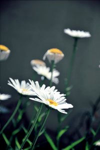 Daisy Like Flowers