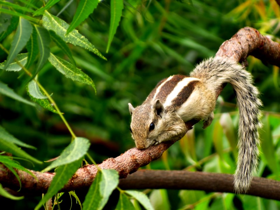 Squirrel On Tree Branch