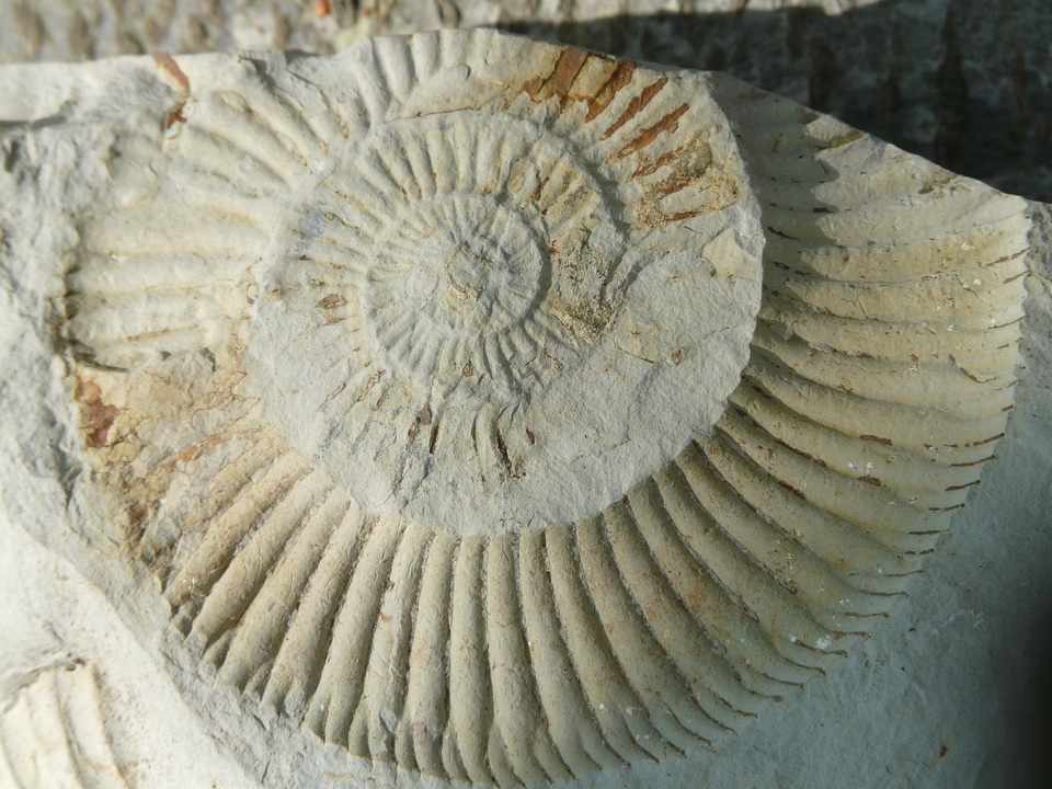 Ammonoidea cephalopods were