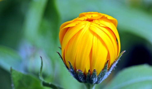 Yellow Flower Bud During Day Time photo