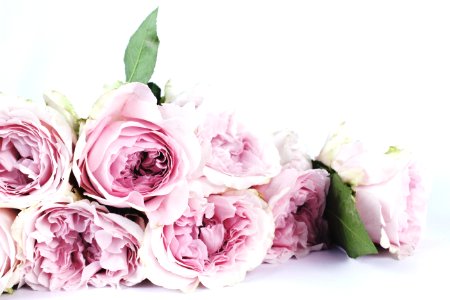 Pale Pink Roses