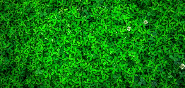 Green Leaf Plant