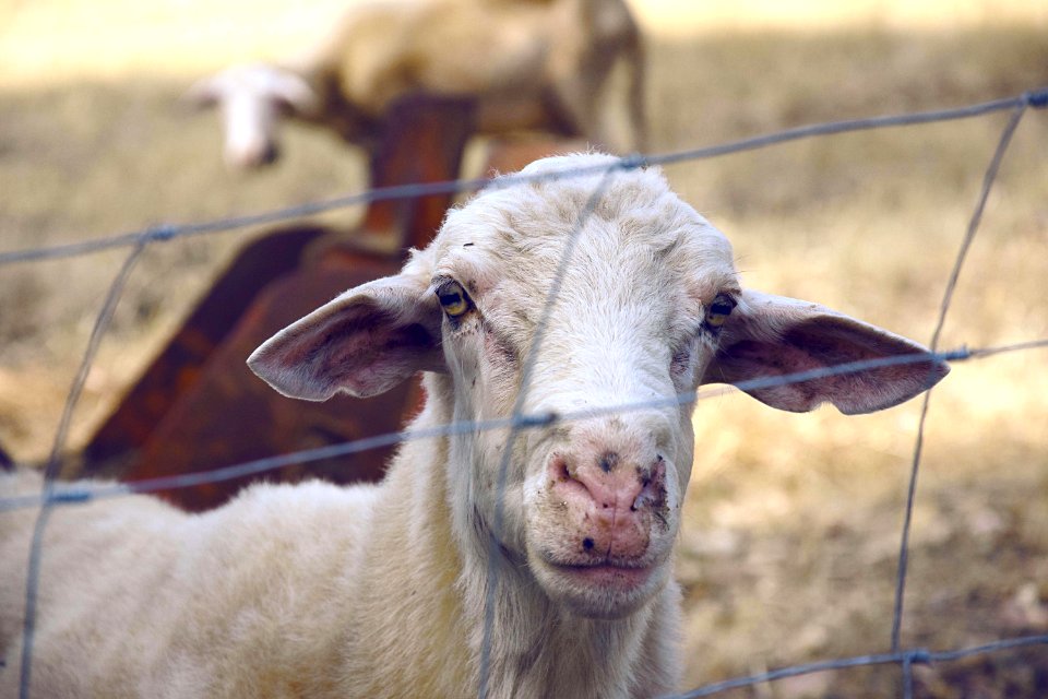Goat Behind Fence
