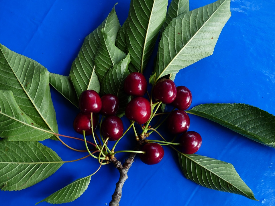 Fruit healthy leaves