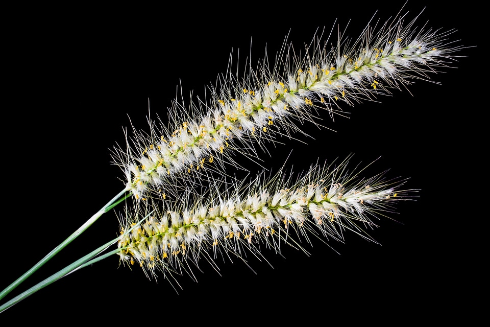 Spike close up plant