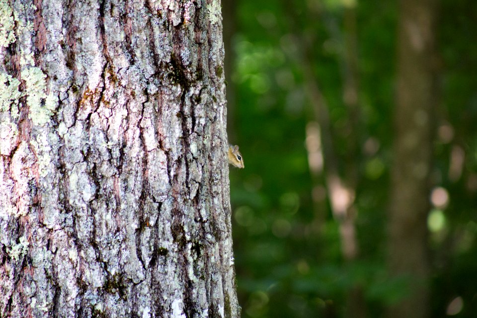 Grey Squirrel On The Tree During Daytime