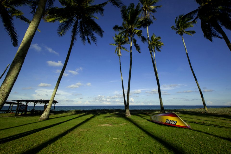 Green Palm Trees During Daytime