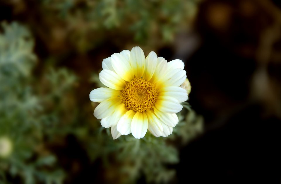 Yellow And White Petaled Flower