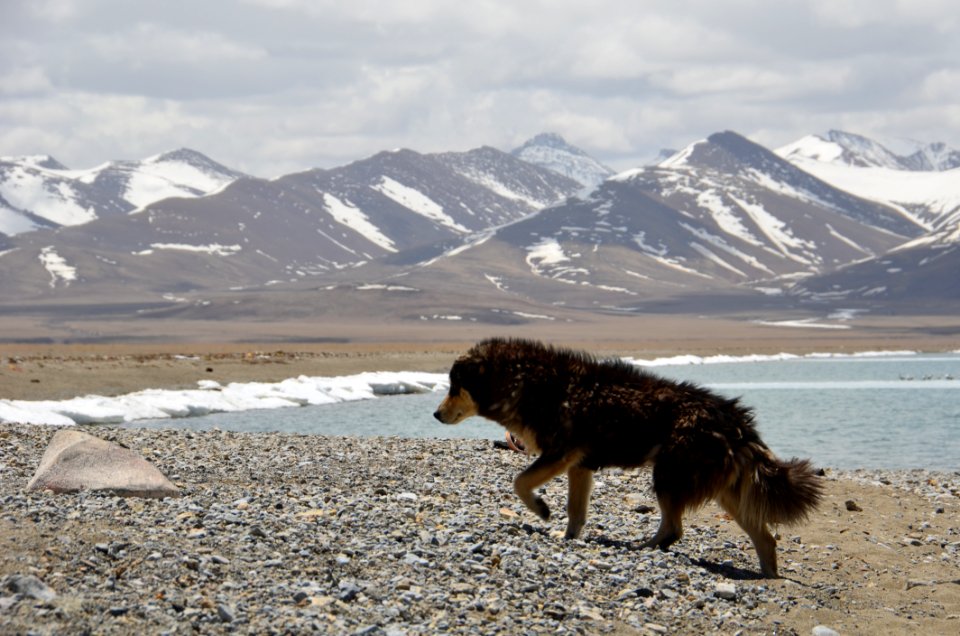 Black Coat Dog Walking In Front Of Mountain During Daytime