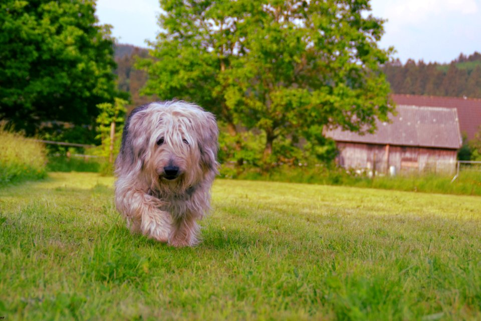 Brown Gray And White Hairy Medium Size Dog Walking On Green Grass Field During Daytime photo