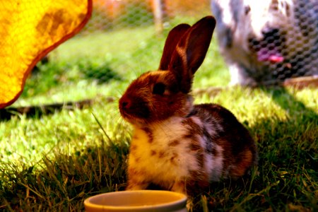 Brown And White Rabbit On Green Grass