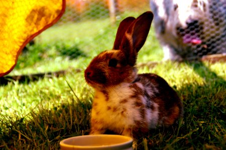 Brown And White Rabbit On Green Grass photo