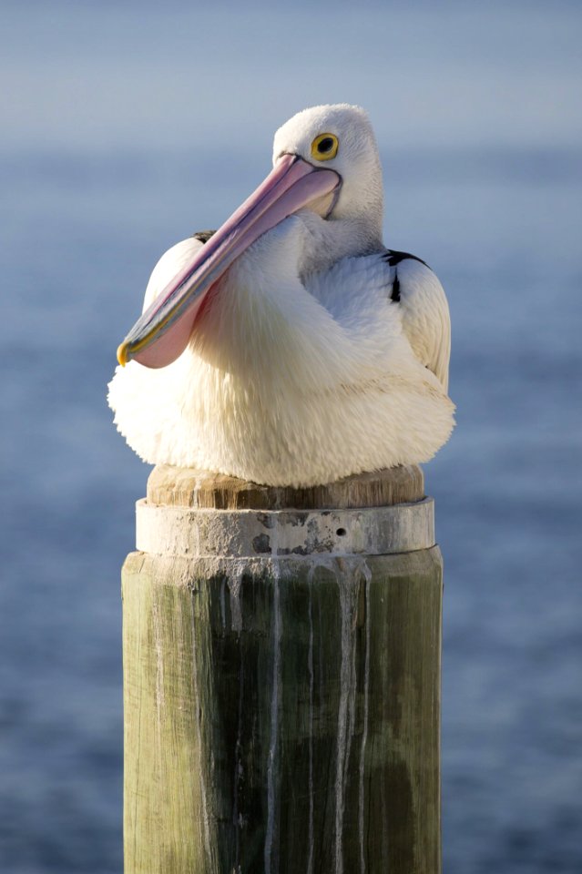 White And Black Bird On Brown Wooden Post