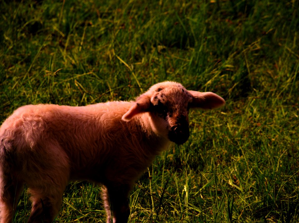 White Sheep On Green Grass photo