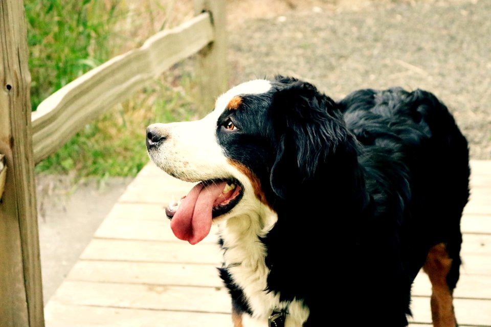 Black Brown And White Long Coat Medium Dog Near Brown Wooden Fence photo