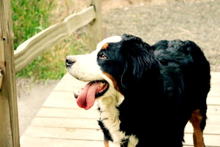 Black Brown And White Long Coat Medium Dog Near Brown Wooden Fence