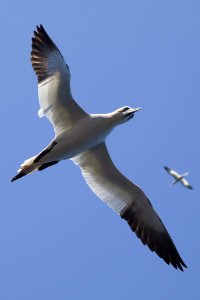 White And Black Bird Flying Under Blue Sky During Daytime