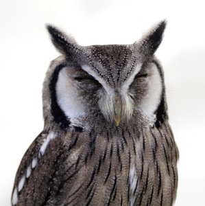 Gray White Snow Spotted Owl Close Up Photo photo