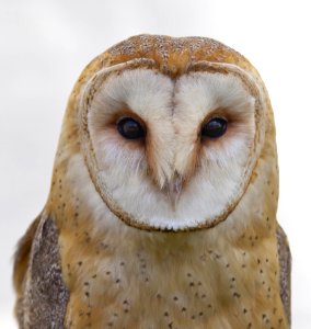 White And Brown Owl