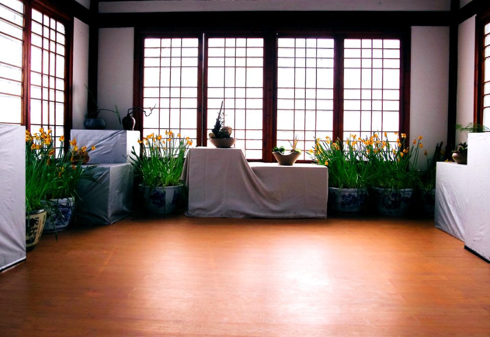Green Leafy Plant On White Blue Floral Pot Inside White Black Room