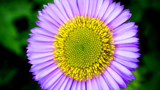 Micro Photography Purple And Yellow Flower photo