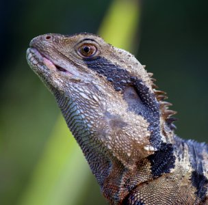 Black And Brown Spiky Lizard