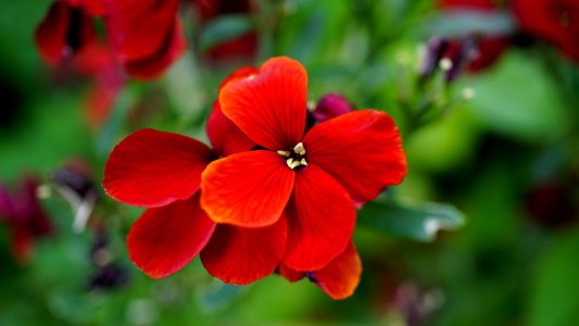 Red Flower photo