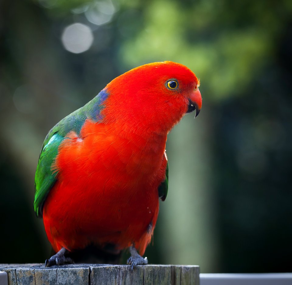 Red And Green Bird On Gray Tree