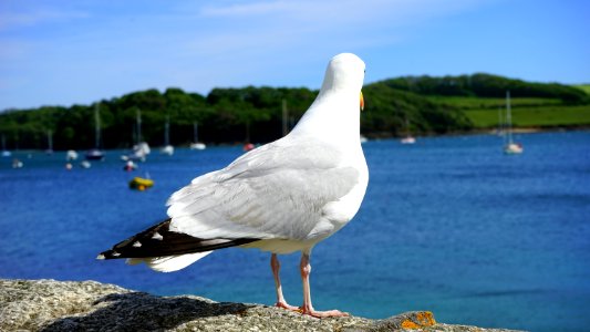 White And Black Albatross