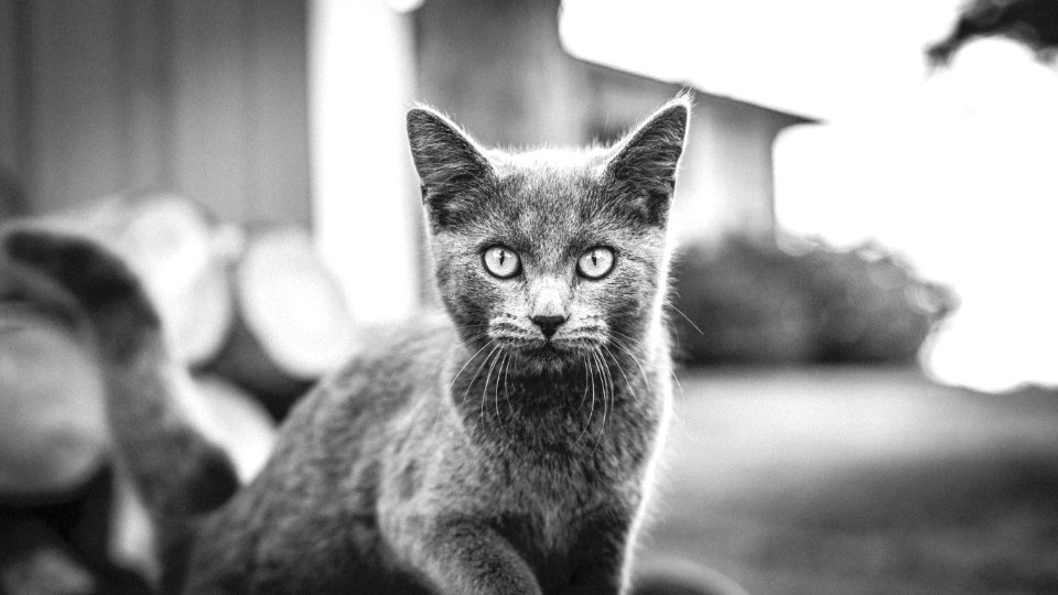 Black And White Cat photo