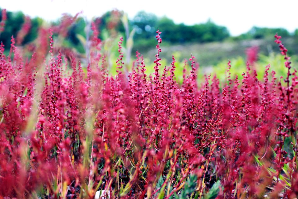 Pink Flower Bloom During Daytime