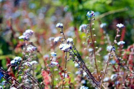 White And Blue Petal Flowers In A Garden During Day Time photo