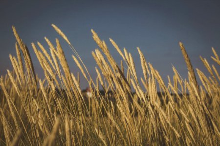 Wheat Meadow